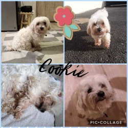 Cookie 13 ans , bichon maltais