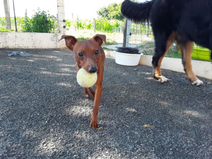 Milo passe ces vacances dans une pension canine familiale : la baraque à toutou