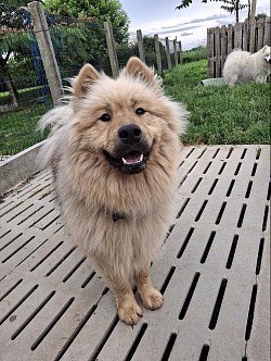 Chou ( eurasier)