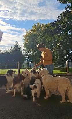 Cookie 13 ans , bichon maltais